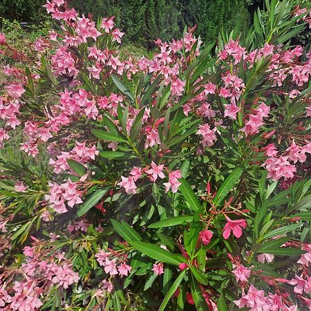Le Gite Calluna Sablet エクステリア 写真