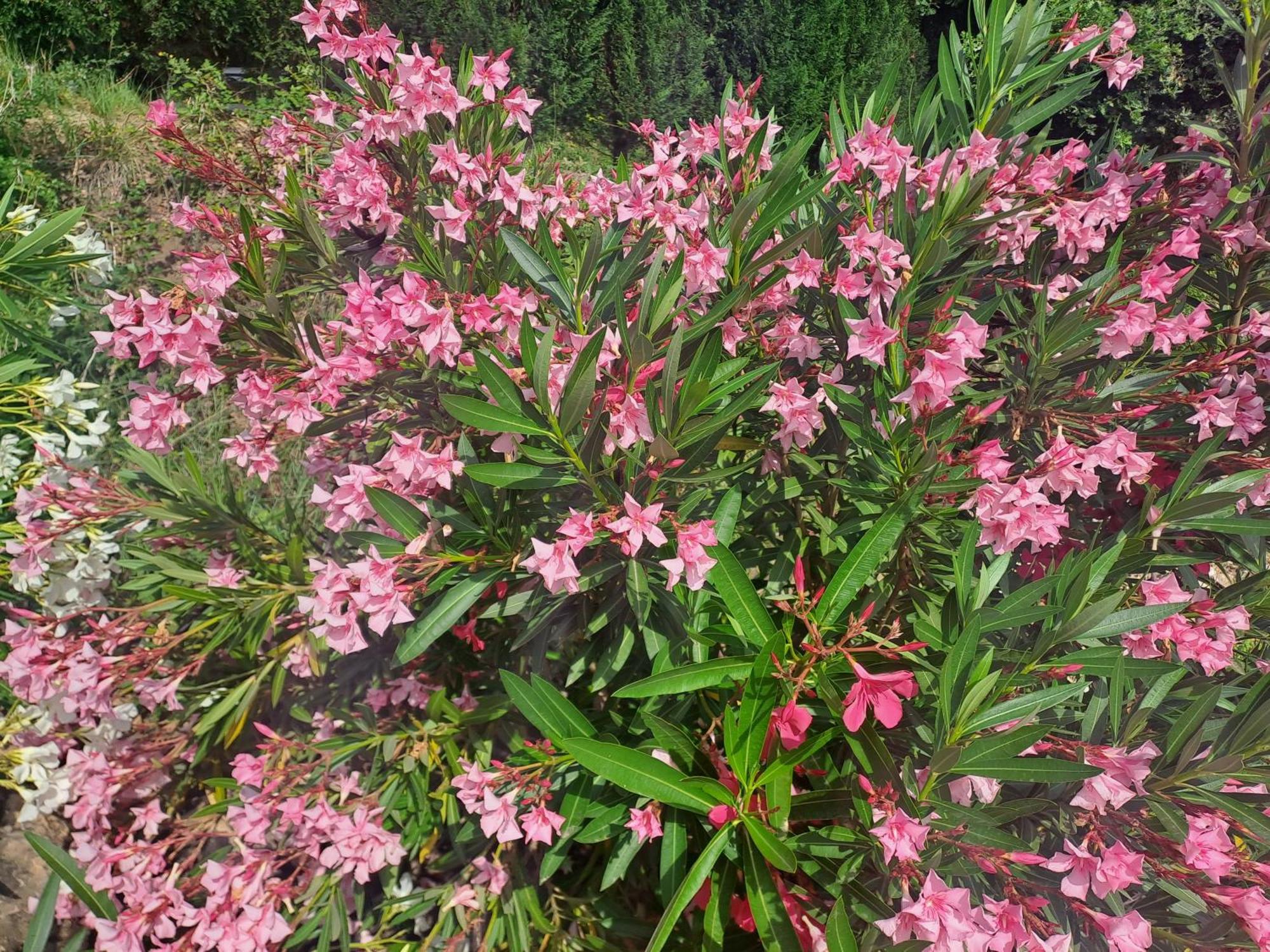 Le Gite Calluna Sablet エクステリア 写真
